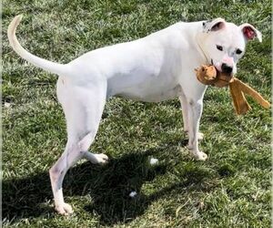 Clara - Female Boxer-Unknown Mix Dog for Adoption - Photo #8