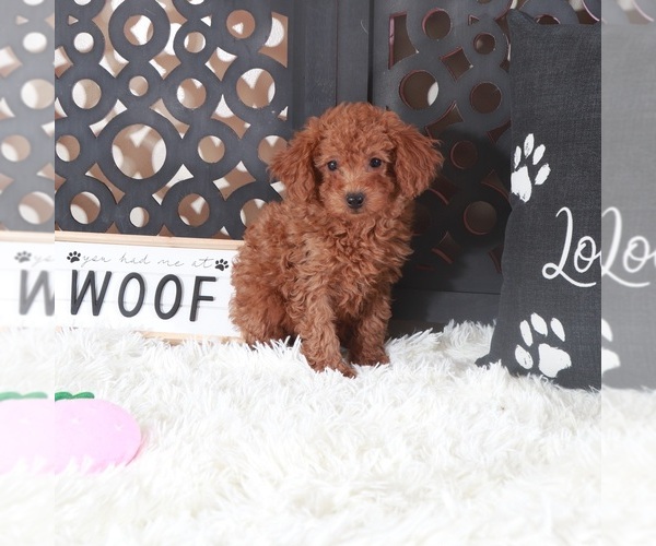 Medium Photo #3 Poodle (Toy) Puppy For Sale in MOUNT VERNON, OH, USA