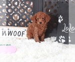 Small #2 Poodle (Toy)