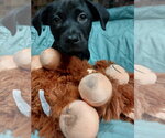 Small #1 Labrador Retriever Mix