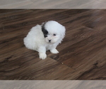 Puppy 2 ShihPoo