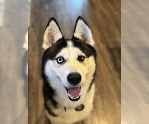 - Mix Dogs for adoption in The Woodlands, TX, USA