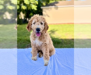 Goldendoodle Puppy for sale in APOPKA, FL, USA