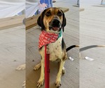 Small Treeing Walker Coonhound Mix