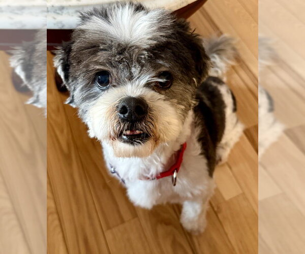 Medium Photo #2 Shih Tzu Puppy For Sale in Oak Bluffs, MA, USA