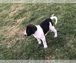Puppy 4 Brittany-Unknown Mix
