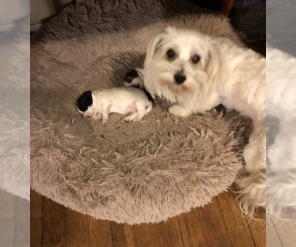 Medium Photo #1 Havanese Puppy For Sale in DREXEL, MO, USA