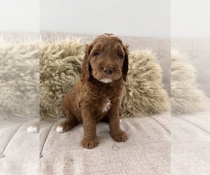 Goldendoodle Puppy for sale in MIAMI LAKES, FL, USA