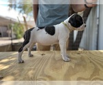 Puppy Coco American Bulldog