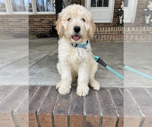 Goldendoodle Puppy for sale in COLUMBIA, SC, USA