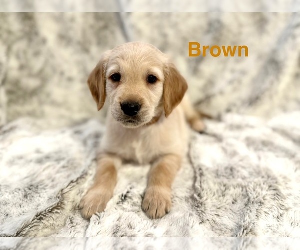 Medium Photo #3 Golden Retriever Puppy For Sale in ALEXANDER, AR, USA