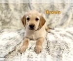 Small #2 Golden Retriever