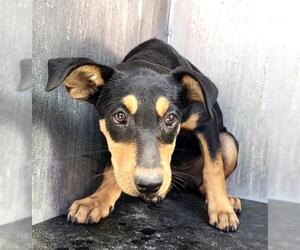 Doberman Pinscher-Unknown Mix Dogs for adoption in San Antonio, TX, USA