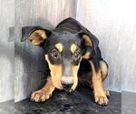 Small Doberman Pinscher Mix