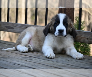 Saint Bernard Puppy for sale in AVALON, MO, USA