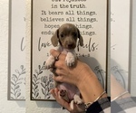 Small Photo #5 Dachshund Puppy For Sale in HONDO, TX, USA