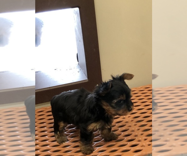 Medium Photo #4 Yorkshire Terrier Puppy For Sale in TIPPECANOE, IN, USA