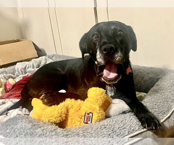 Medium Photo #21 Boxer-Unknown Mix Puppy For Sale in Mount Laurel, NJ, USA