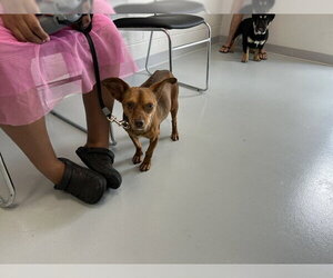 Chihuahua-Unknown Mix Dogs for adoption in Ocala, FL, USA