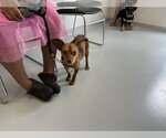 Small Chihuahua Mix