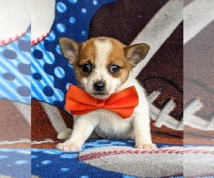 Pomeranian-Unknown Mix Puppy for sale in LINCOLN UNIV, PA, USA