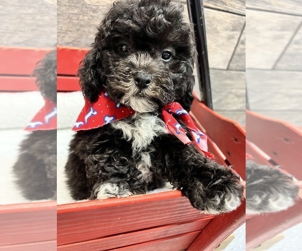 Medium Photo #2 Poodle (Toy)-Zuchon Mix Puppy For Sale in RICHMOND, IL, USA