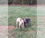 Small #2 Mutt