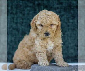 Goldendoodle (Miniature) Puppy for Sale in LANCASTER, Pennsylvania USA