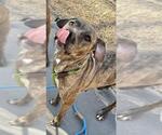 Small #2 Plott Hound Mix