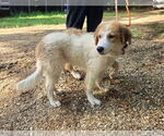 Small #1 Great Pyrenees
