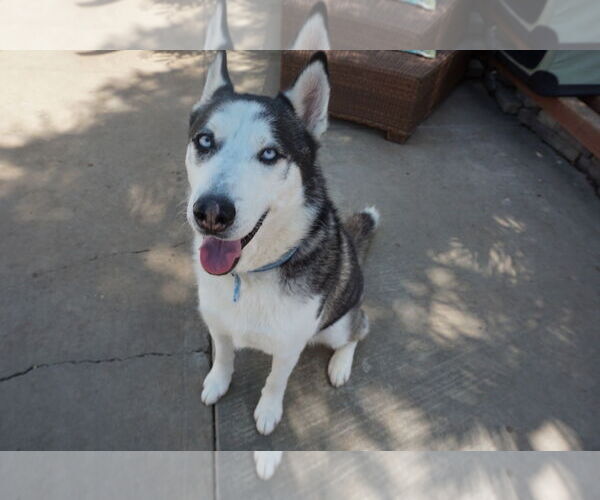 Medium Photo #3 Siberian Husky Puppy For Sale in Newport Beach, CA, USA