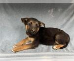 Small German Shepherd Dog