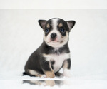 Small Photo #13 Chihuahua Puppy For Sale in UNION GROVE, NC, USA