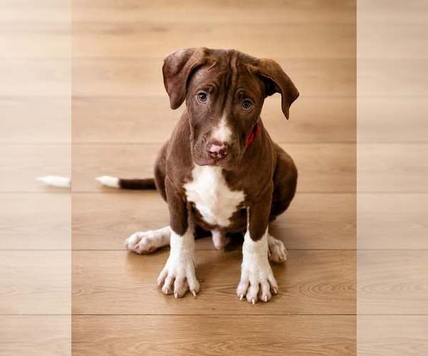 Medium Photo #4 Mutt Puppy For Sale in Spotsylvania, VA, USA