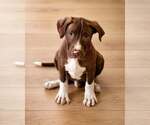 Small #3 Mutt
