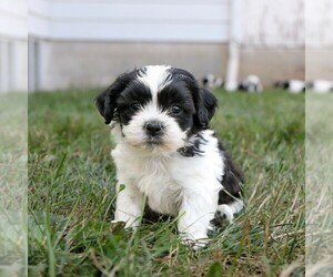 Zuchon Puppy for sale in ARTHUR, IL, USA