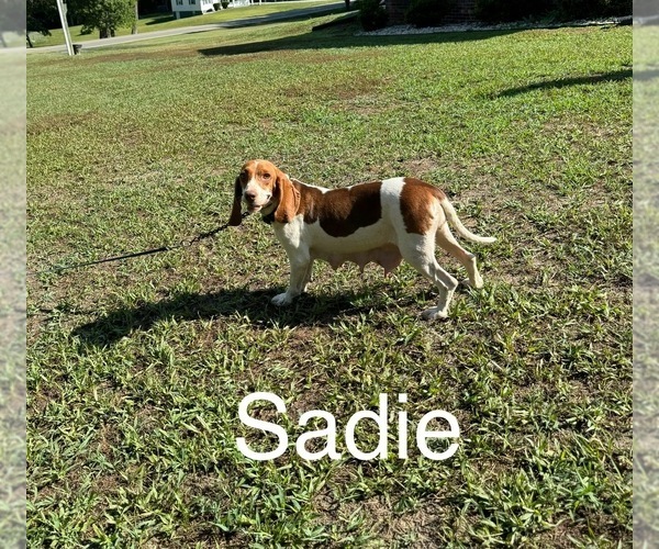Medium Photo #1 Beagle Puppy For Sale in WOODBRIDGE, VA, USA