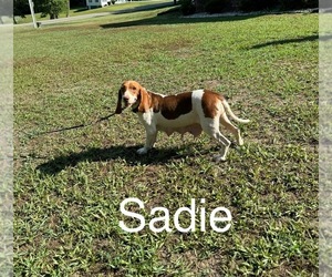 Mother of the Beagle puppies born on 05/28/2025