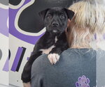 Small #5 American Staffordshire Terrier Mix