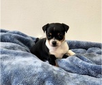 Puppy Pip Chihuahua
