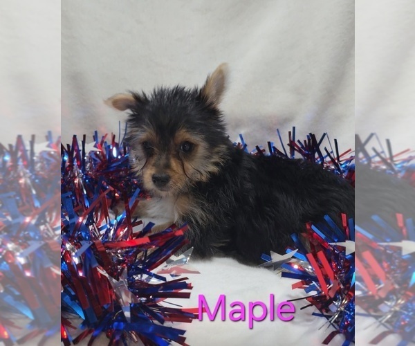 Medium Photo #4 Yorkshire Terrier Puppy For Sale in AZLE, TX, USA