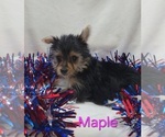 Maple - Female Yorkshire Terrier Puppy for Sale - Photo #4