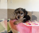 Small #3 Yorkshire Terrier