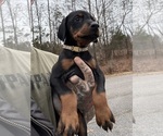 Small #7 Doberman Pinscher