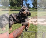 Small Photo #14 Bernedoodle-Golden Mountain Dog Mix Puppy For Sale in DAVIS, CA, USA