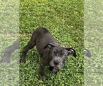 Puppy Puppy 6 Cane Corso
