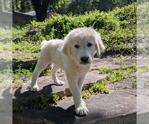 Vignemale Aka Vinnie - Male Great Pyrenees Dog for Adoption - Photo #2