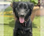 Small #2 Labrador Retriever-Spaniel Mix
