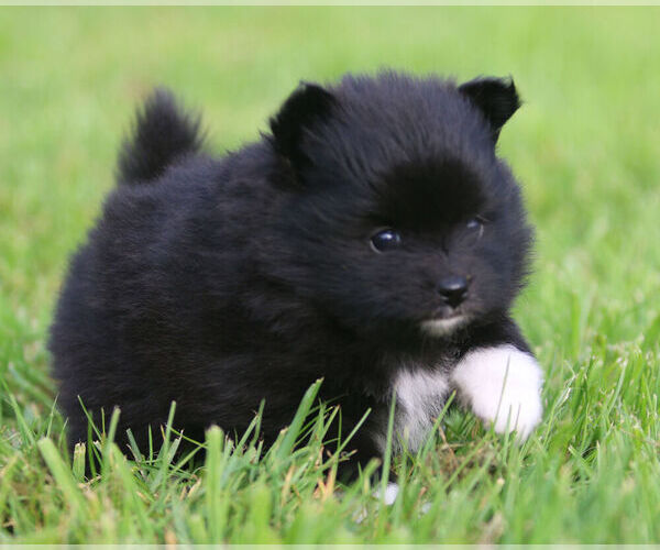 Medium Photo #6 Pomeranian Puppy For Sale in SILETZ, OR, USA