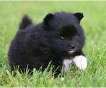 Small #5 Pomeranian